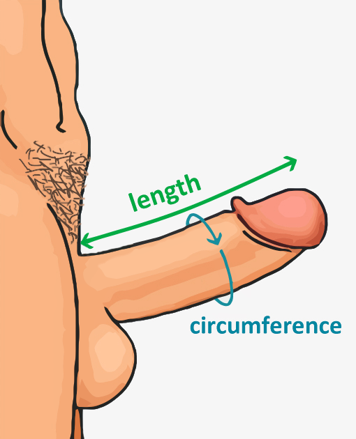 ヒトの陰茎のサイズ - Wikipedia